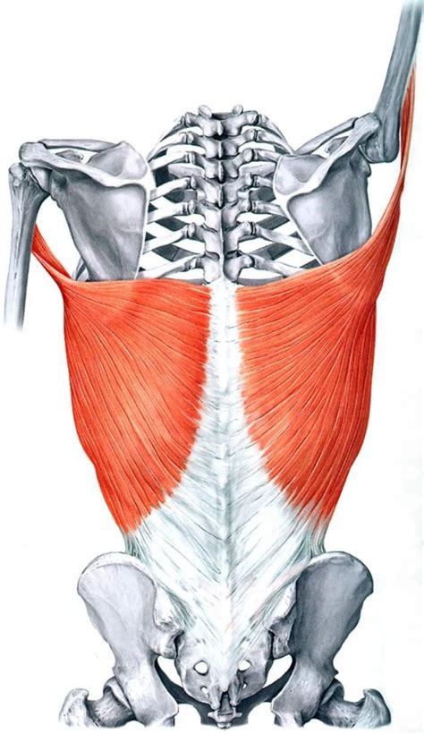 Latissimus Dorsi: Learn Your Muscles - Custom Pilates and Yoga