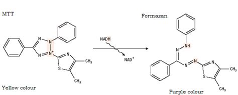 Principle of MTT assay | Download Scientific Diagram