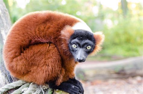 Lemurs become the most endangered group of mammals on Earth