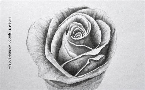 Drawing Of A Rose In Pencil