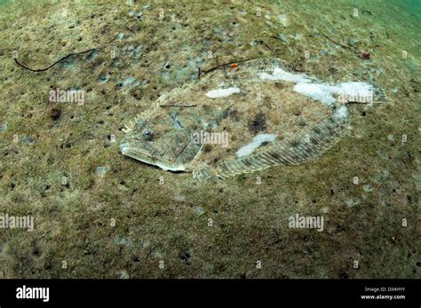 flounder or flatfish underwater in Atlantic Ocean Stock Photo - Alamy