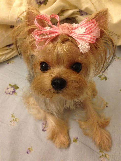 Puppuru is wearing my handmade hair clip, like a sweet gift :D | Yorkie ...