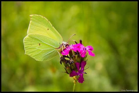 Brimstone Butterfly North Africa, Butterflies, Species, Papillons ...