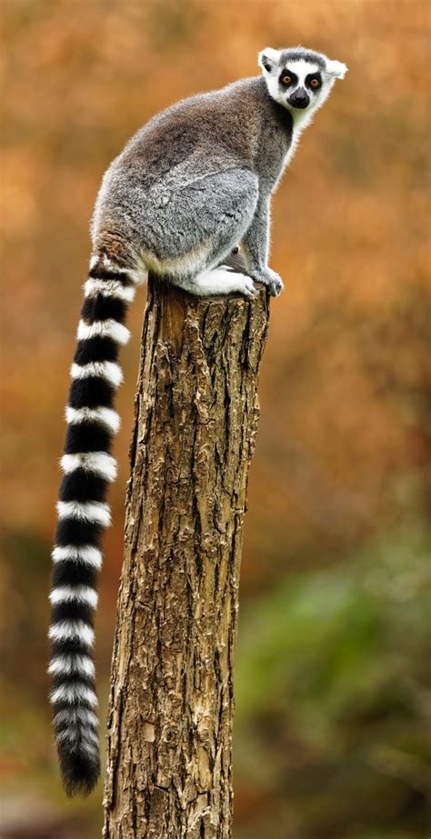 A ring-tailed lemur - About Wild Animals