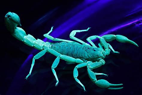 Scientists Crack The Secret Of The Glowing Scorpions