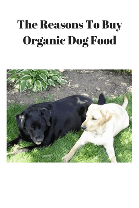 The Reasons To Buy Organic Dog Food - Pets Care Tips