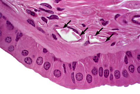 Slide 1 – Epithelial Tissues – BIOL 1594 Lab Review