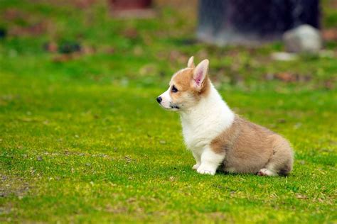 The 30 Cutest Corgi Puppies of All Time - Best Photography, Art ...