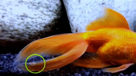 Goldfish Fin Rot: Reasons, Symptoms, How To Treat Fin Rot In Aquarium Fish?