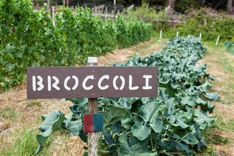 4 Broccoli Plant Growing Stages (All You Need to Know!)