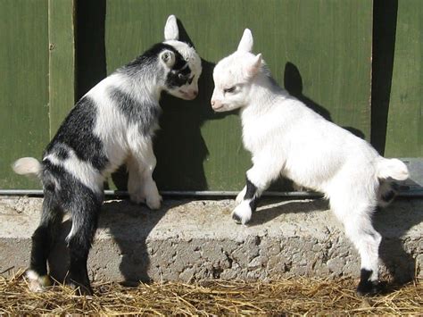 Pygmy Goats: Everything You Need to Know about Them