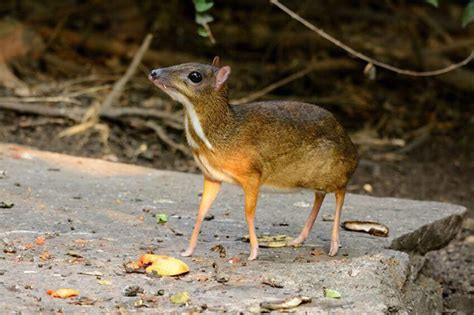 Meet the mouse deer