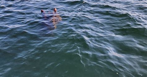 Possible photo of Ogopogo lake monster? : r/Cryptozoology