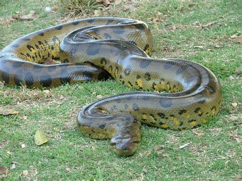 Green Anaconda Facts, Size, Weight, Habitat, Diet, Pictures