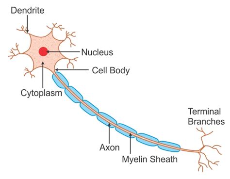 [DIAGRAM] Radial Nerve Diagram - MYDIAGRAM.ONLINE