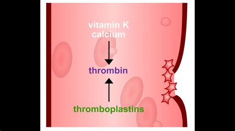 Blood Clotting Animation - YouTube