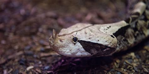 Gaboon viper | Smithsonian's National Zoo and Conservation Biology ...