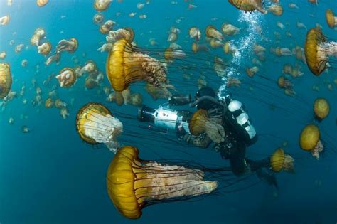 Jellyfish Takeover? Marine Species Thriving As Dominant Predators ...