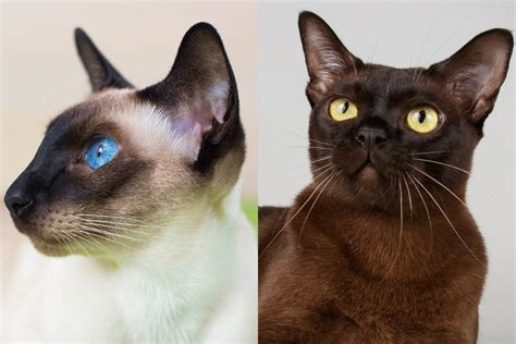 Siamese vs Burmese Cat: What is the Difference? - Cat-World