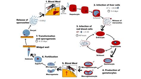 Plasmodium Labeled Diagram