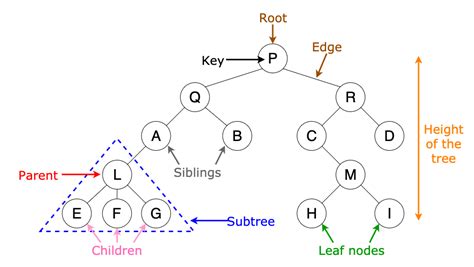 Data Structures And Complexity Part 5: trees | by Gourine ayoub | Medium