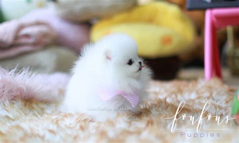 Gidget - Pomeranian F. | Foufou Puppies