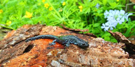 Creature feature: The secretive blue-spotted salamander | Forest ...