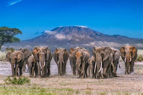 Is Mount Kilimanjaro in Kenya or Tanzania?