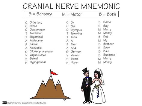 Cranial Nerves Mnemonic Cranial Nerves Nursing Mnemonics | Images and ...