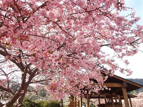 LOOK: First Pictures of the Cherry Blossom Season in Japan - When In Manila