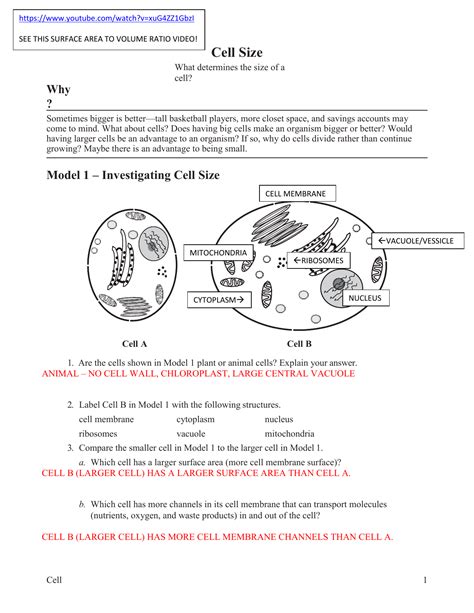 Transport In Cells Pogil - Transport Informations Lane