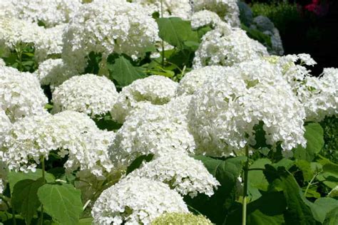 Hydrangea arborescens ???? ???? Discover the charm of this flowering shrub!