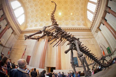 brontosaurus skeleton | at the Natural History Museum New Yo… | Flickr