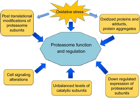 Age-associated changes impacting on proteasome function and regulation ...