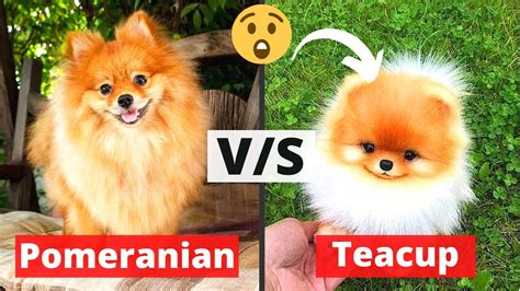 Do Teacup Pomeranian Grow