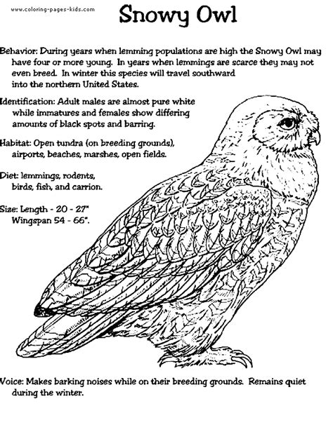 Snowy Owl coloring page | Owl coloring pages, Snowy owl, Owl