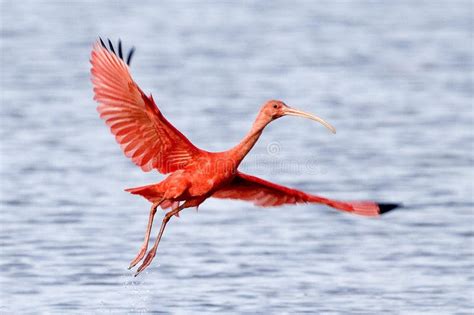 SCARLET IBIS Eudocimus Ruber, GROUP in FLIGHT, LOS LIANOS in VENEZUELA ...