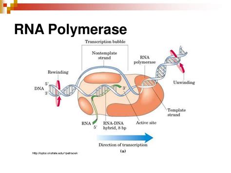 Rna Polymerase Binds To The Dna