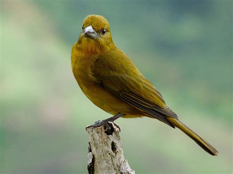 Hepatic Tanager Female. The Hepatic Tanager is a medium-sized American ...