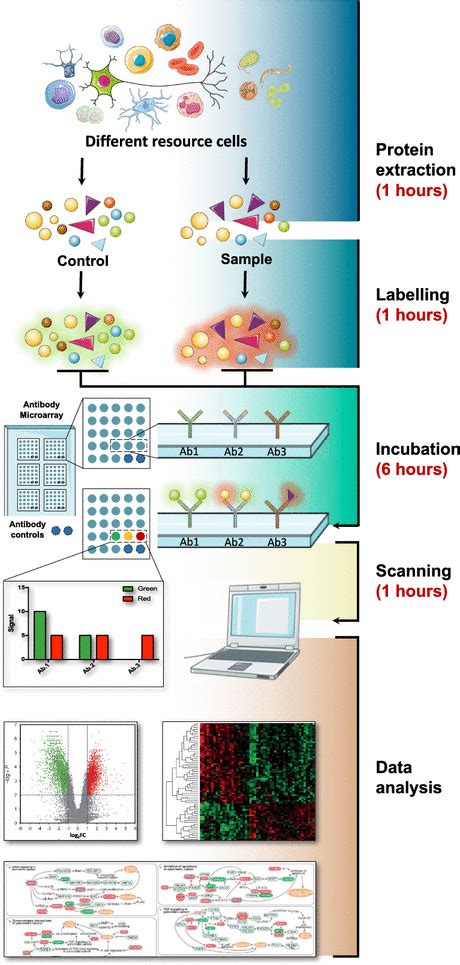 Current applications of antibody microarrays | Clinical Proteomics ...