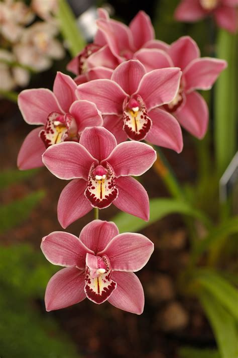 File:Cymbidium Clarisse Austin 'Best Pink' Flowers 2000px.JPG - Wikipedia