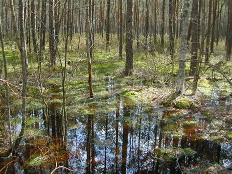 Slavic Landscapes: Pripet Marshes (8)