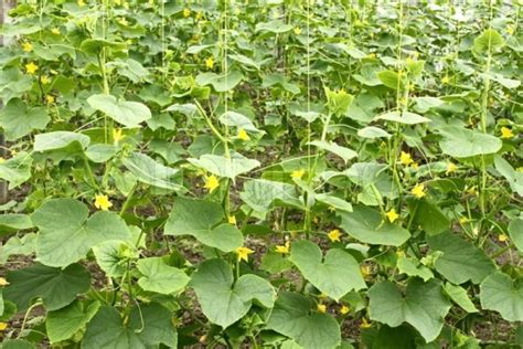 Cucumber Cultivation Information Guide | Asia Farming