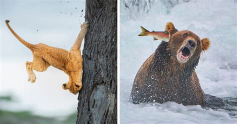 10 Winners From The Comedy Wildlife Photography Awards 2022 That Might ...