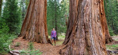 Sequoia National Park Camping | Insider Families