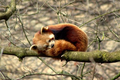 Sleeping Red Panda (Credit - Bristol Zoo) - Etherton Education