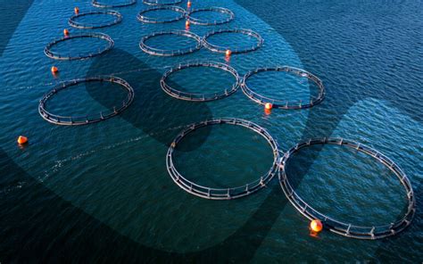 Is Fish Farming Sustainable? - Environment Co