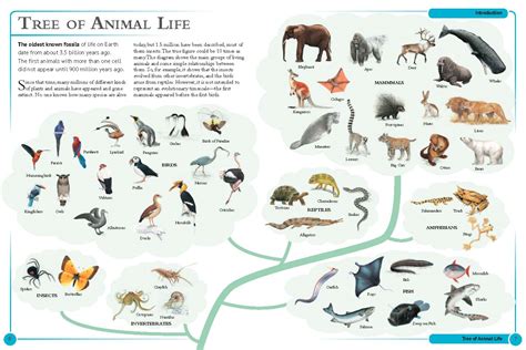 The Encyclopedia of Animals | Quarto At A Glance | The Quarto Group