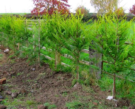 HOW TO GROW A LEYLANDII HEDGE |The Garden of Eaden