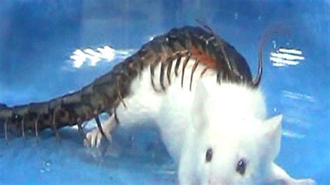 Giant centipede can trick its prey into dying - and scientists have ...